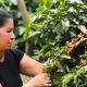 Feria de Café de Altura de Concordia y la Provincia Sinifana Penderisco