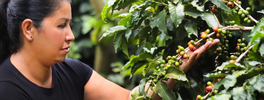 Feria de Café de Altura de Concordia y la Provincia Sinifana Penderisco