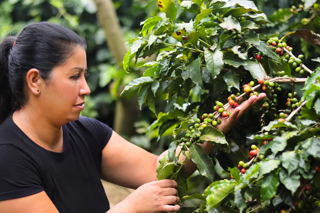 Feria de Café de Altura de Concordia y la Provincia Sinifana Penderisco
